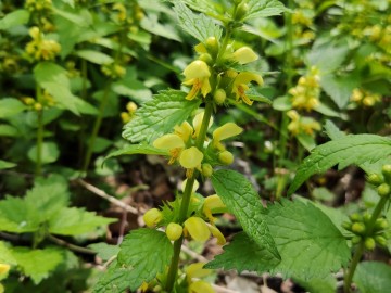 Jasnota gajowiec (Lamium galeobdolon), <p>fot. Sebastian Piskorski</p>